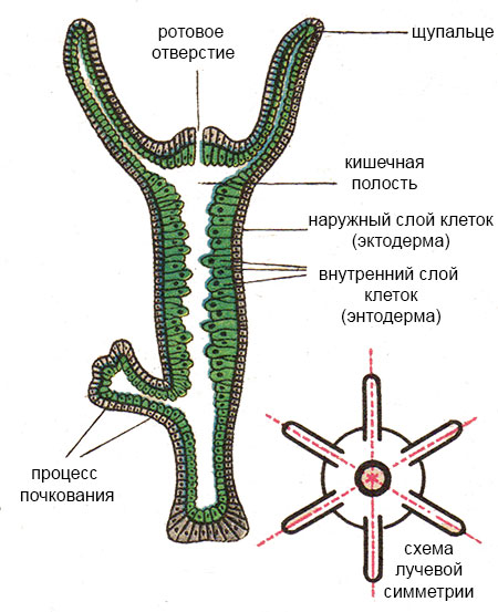 Ссылка на кракен в браузере