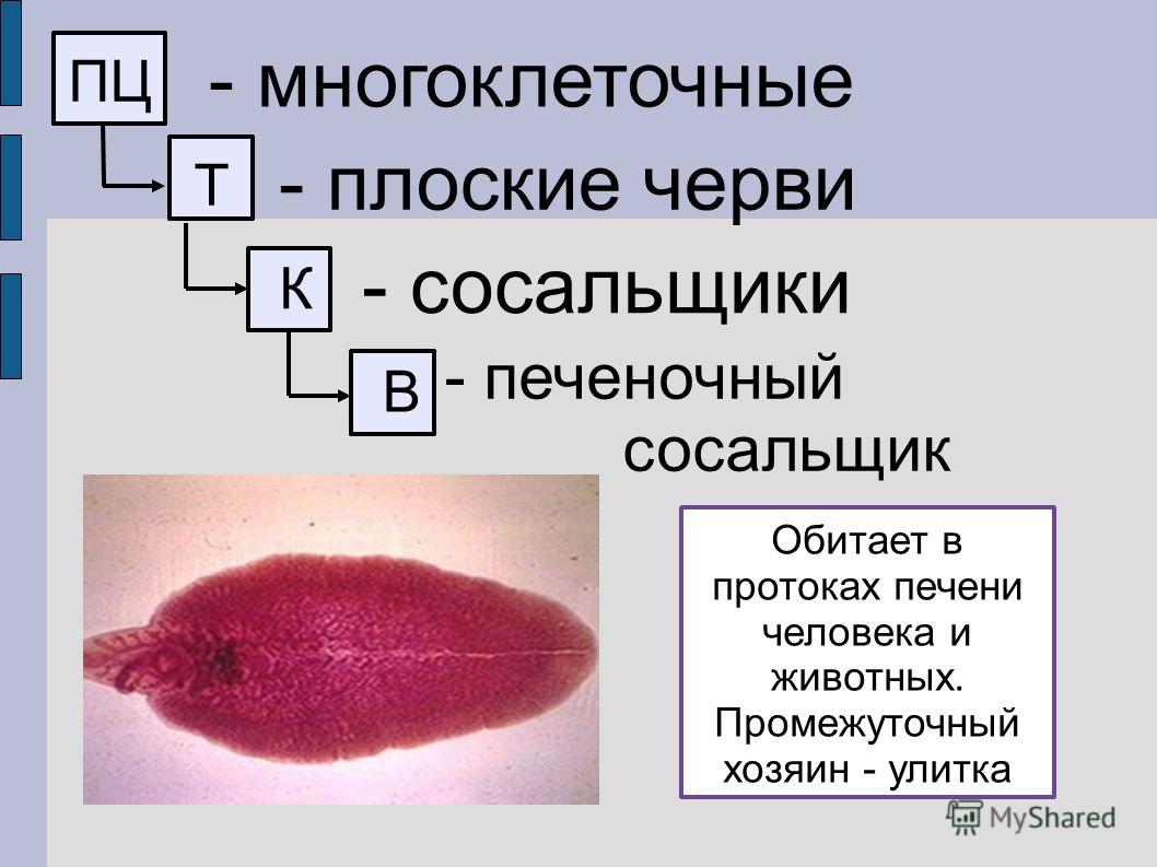 Гидра сайт в тор браузере ссылка