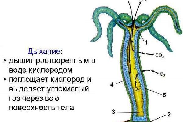 Кракен онион зеркало